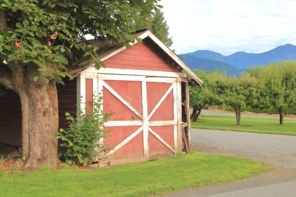 Old shed in need of shed removal services in the Tri-Valley