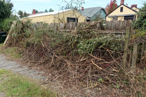 Tree branches during yard waste removal services